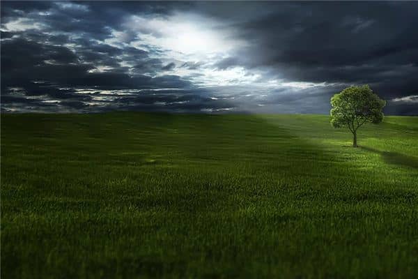 梦见草是什么意思 梦见草是什么意思