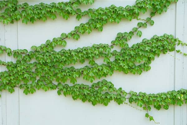 梦见攀援植物是什么意思 梦见攀援植物是什么意思