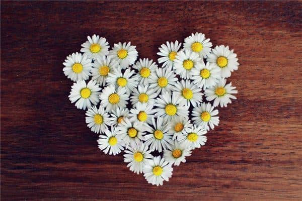 梦见菊花是什么意思 梦见菊花是什么意思