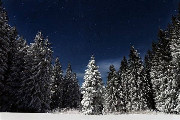 梦见松树丛是什么意思 梦见松树丛是什么意思
