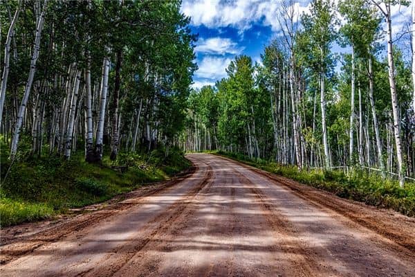 梦见白杨是什么意思 梦见白杨是什么意思