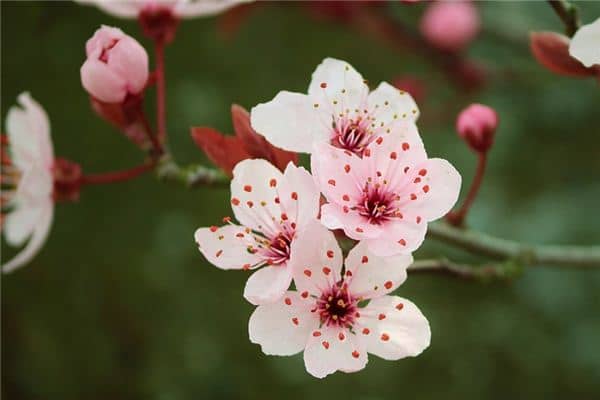 梦见石楠花是什么意思 梦见石楠花是什么意思