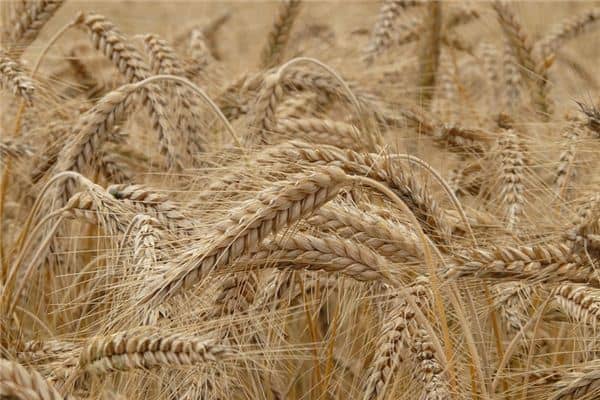 梦见大麦是什么意思 梦见大麦是什么意思