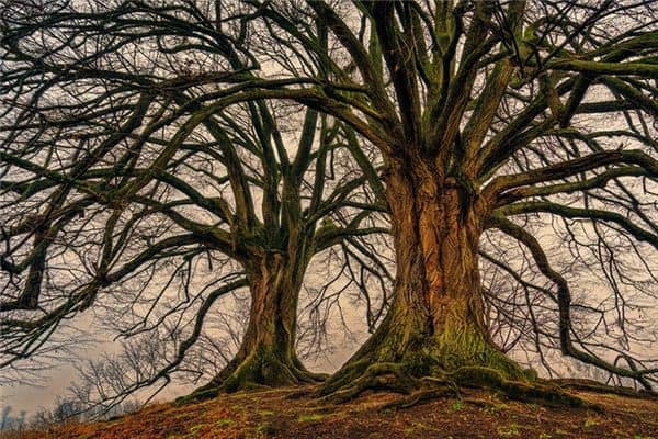 梦见乔木是什么意思 梦见乔木是什么意思