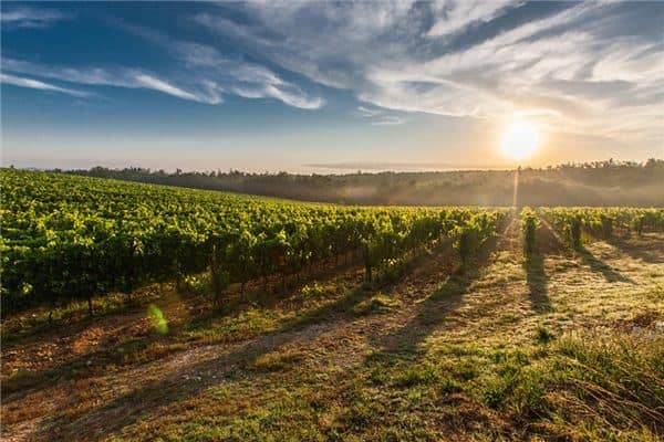 梦见农田是什么意思 梦见农田是什么意思