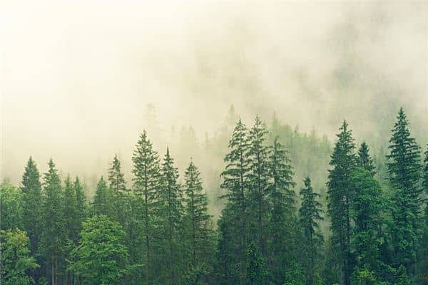 梦见森林是什么意思 梦见森林是什么意思