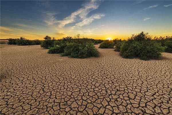 梦见灌木丛是什么意思 梦见灌木丛是什么意思