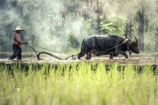 梦见田地是什么意思 梦见田地是什么意思