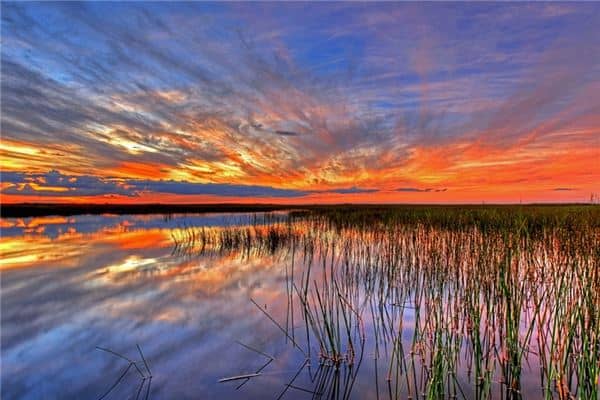 梦见沼泽是什么意思 梦见沼泽是什么意思