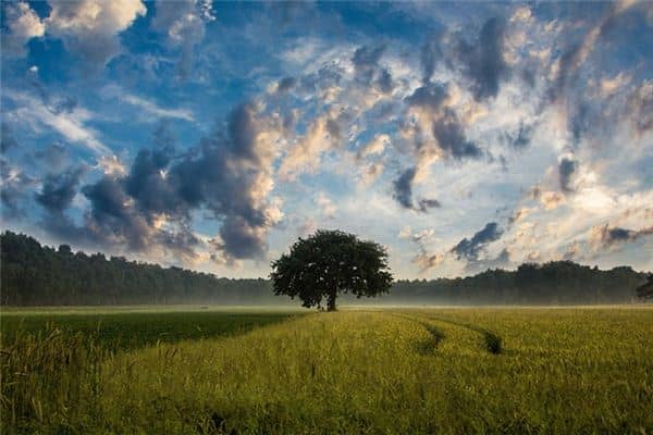梦见原野是什么意思 梦见原野是什么意思