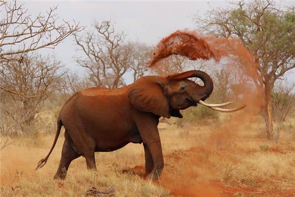 梦见非洲是什么意思 梦见非洲是什么意思