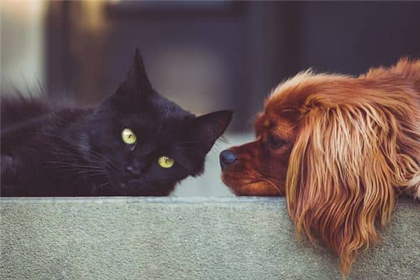 梦见被猫狗咬 梦见被猫狗咬