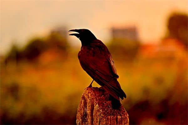 梦见乌鸦叫 梦见乌鸦叫