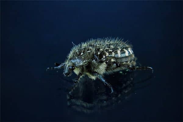 梦见打死虫子 梦见打死虫子