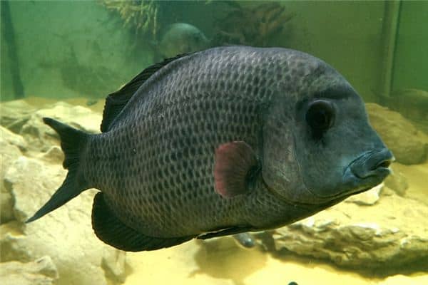 梦见很多大鱼 梦见很多大鱼