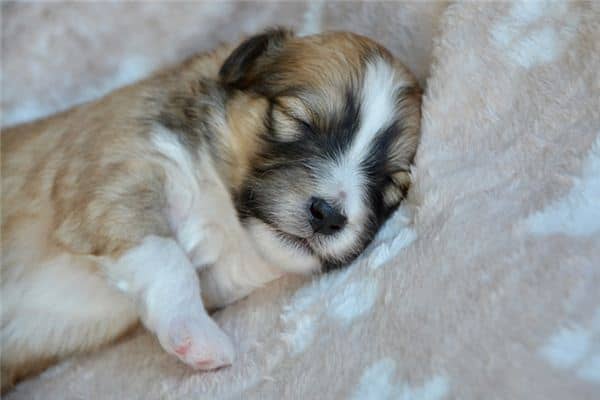 梦见狗睡觉 梦见狗睡觉