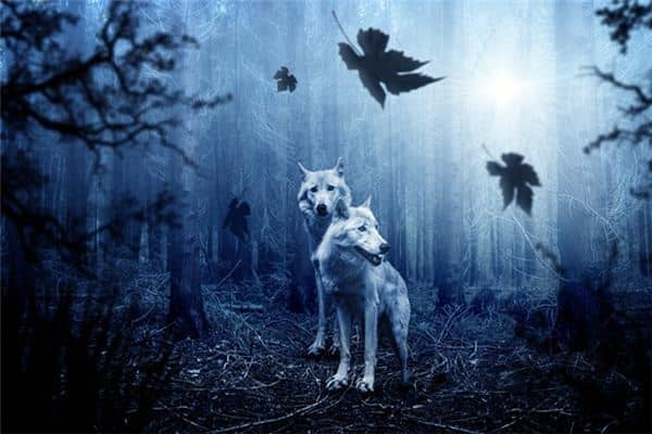 梦见开枪打狼是什么意思 梦见开枪打狼是什么意思