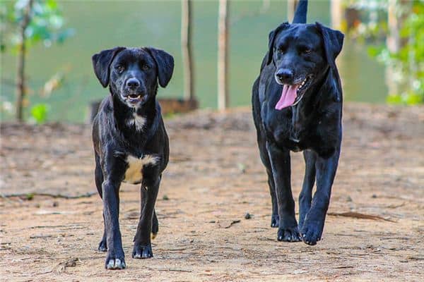 梦见两只狗 梦见两只狗