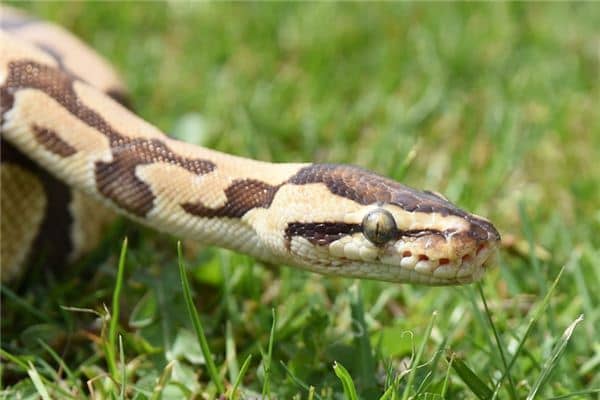 梦见一条大蟒蛇是什么意思 梦见一条大蟒蛇是什么意思