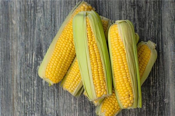 梦见好多玉米 梦见好多玉米