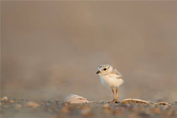 梦见小鸡仔 梦见小鸡仔