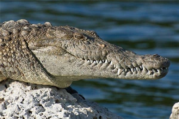 梦见被鳄鱼咬 梦见被鳄鱼咬