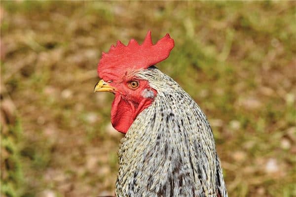 梦见吃鸡头 梦见吃鸡头