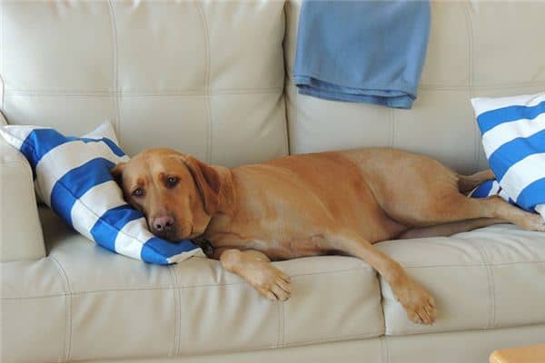 梦见家里有狗 梦见家里有狗