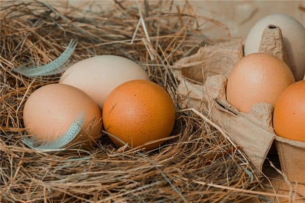 梦见捡野鸡蛋 梦见捡野鸡蛋