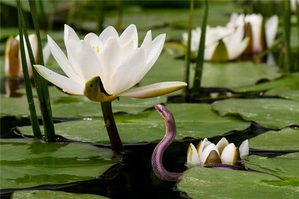 梦见蛇在水中 梦见蛇在水中