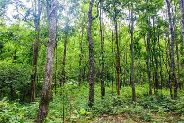 梦见围猎的森林