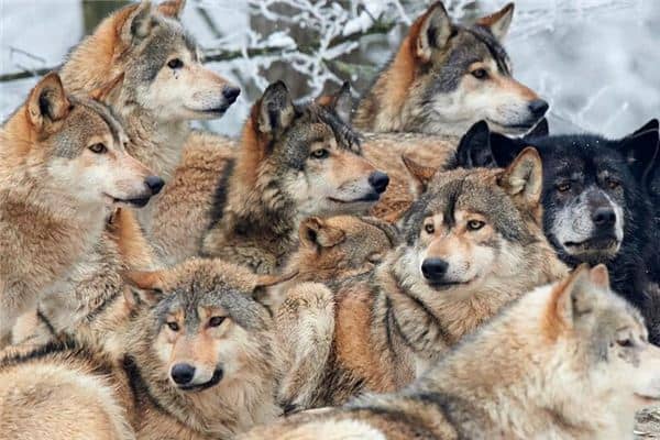 梦见一群狼 梦见一群狼