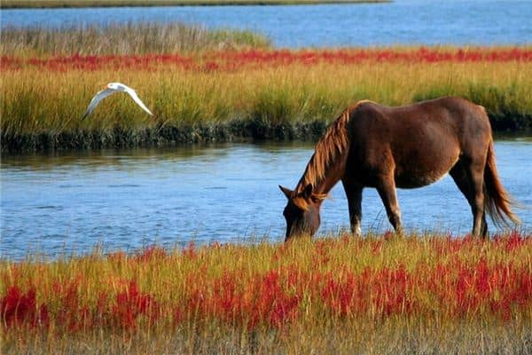 梦见马是什么意思 梦见马是什么意思