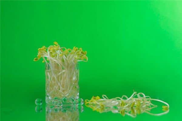梦见黄豆芽 梦见黄豆芽
