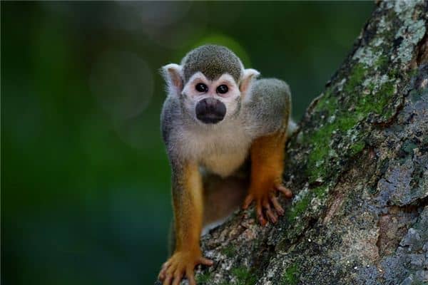 梦见养猴子 梦见养猴子