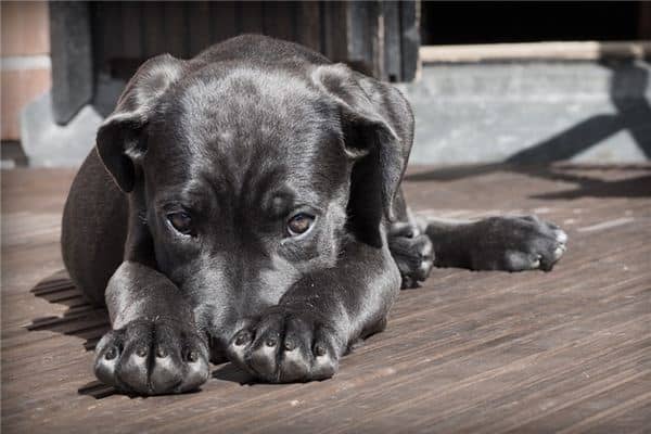 梦见被狗扑是什么意思 梦见被狗扑是什么意思