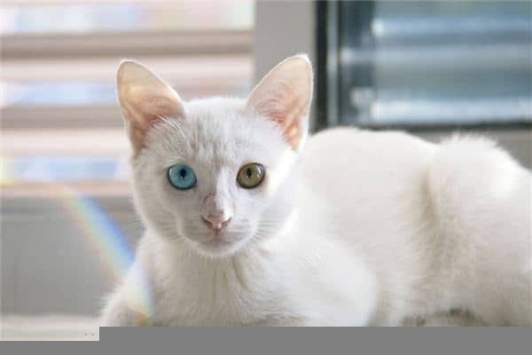 梦见大白猫 梦见大白猫