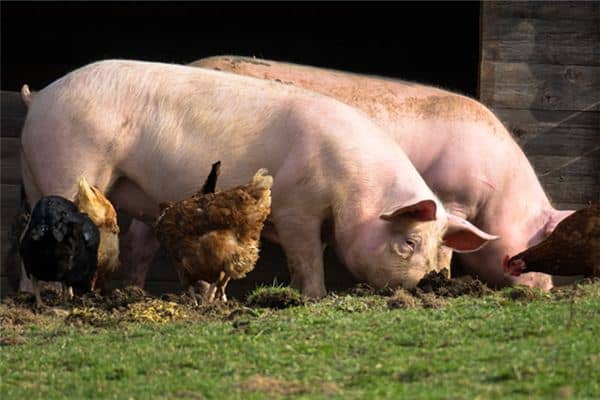 梦见一头猪 梦见一头猪