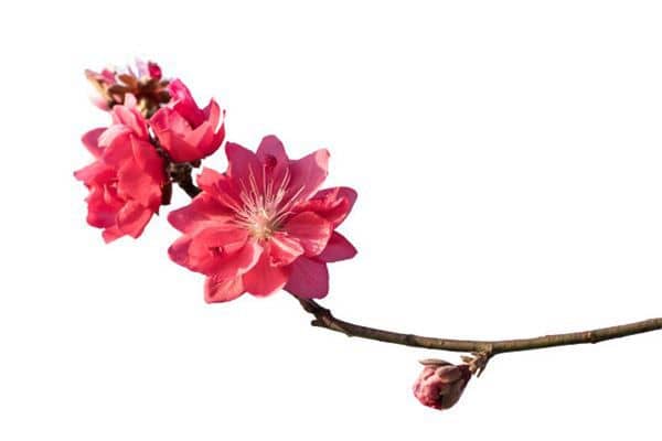 梦见桃花开了结果了