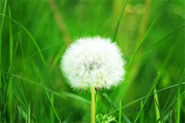 梦见蒲公英的绒毛飘在空中