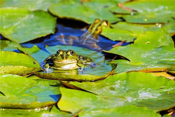 梦见小青蛙 梦见小青蛙