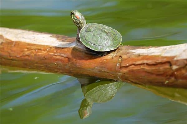 梦见养乌龟 梦见养乌龟