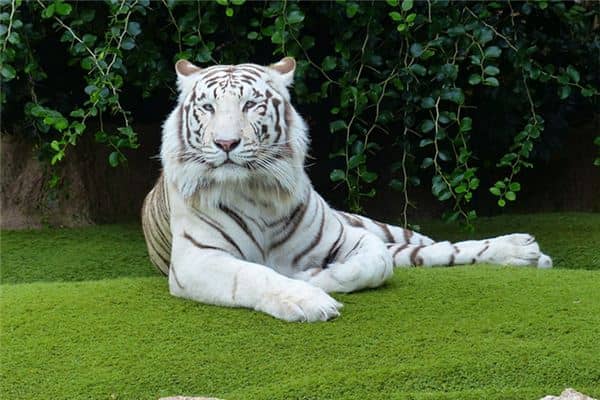 梦见蛇和老虎 梦见蛇和老虎