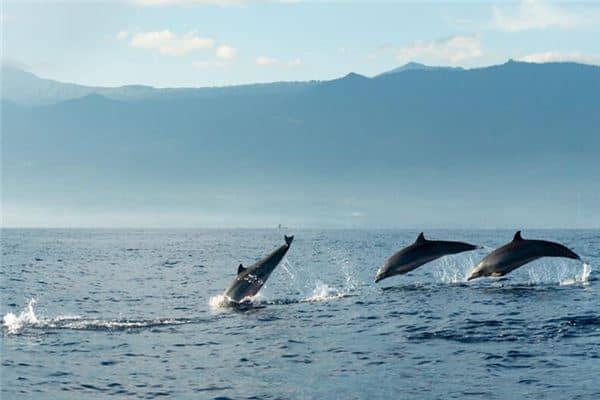 梦见三条大鱼 梦见三条大鱼