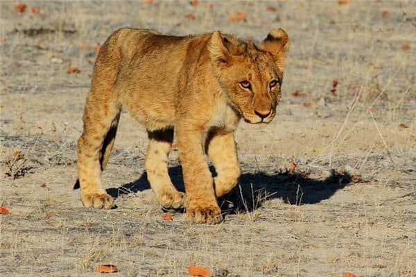 梦见狮子追我是什么意思 梦见狮子追我是什么意思