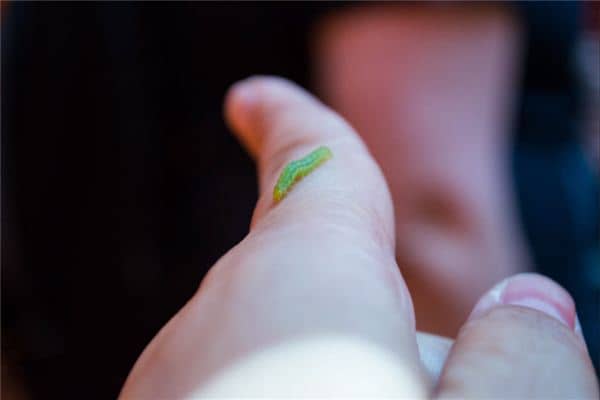 梦见虫子钻进皮肤 梦见虫子钻进皮肤