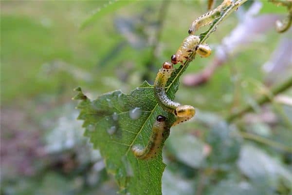 梦见吃虫子 梦见吃虫子