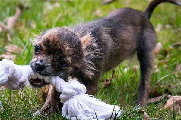 梦见被小狗咬了一口 梦见被小狗咬了一口