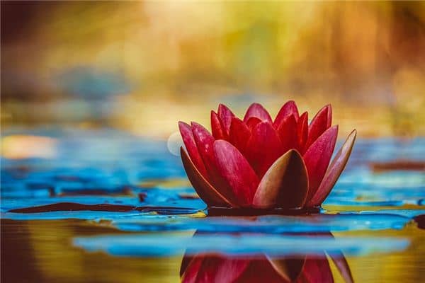 梦见花是什么意思