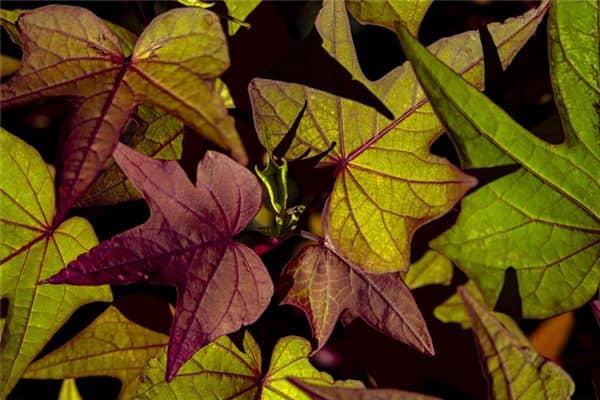 梦见红薯叶 梦见红薯叶